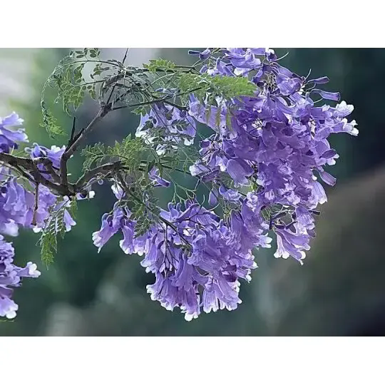 W jaki sposób drzewo Jacaranda tworzy oszałamiające krajobrazy i długotrwałe piękno? W jaki sposób drzewo Jacaranda tworzy oszałamiające krajobrazy i długotrwałe piękno?