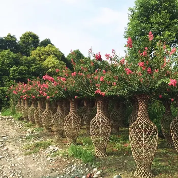 Drzewa uliczne Crape Myrtle