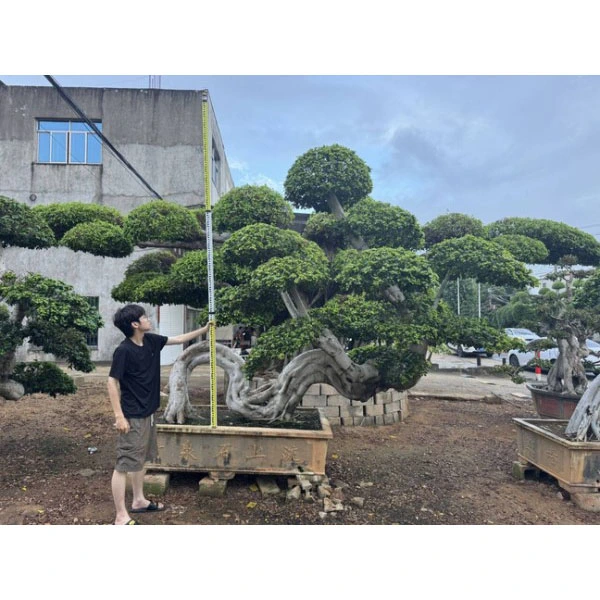 Drzewo Bonsai Ficus Microcarpa