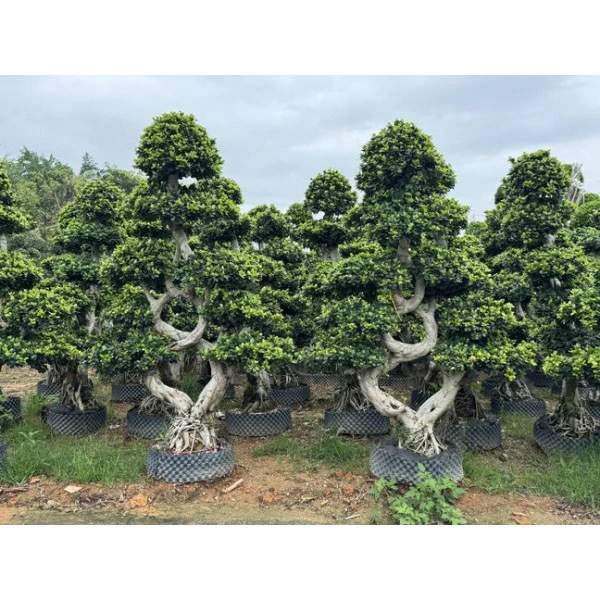 Drzewa uliczne Ficus Microcarpa