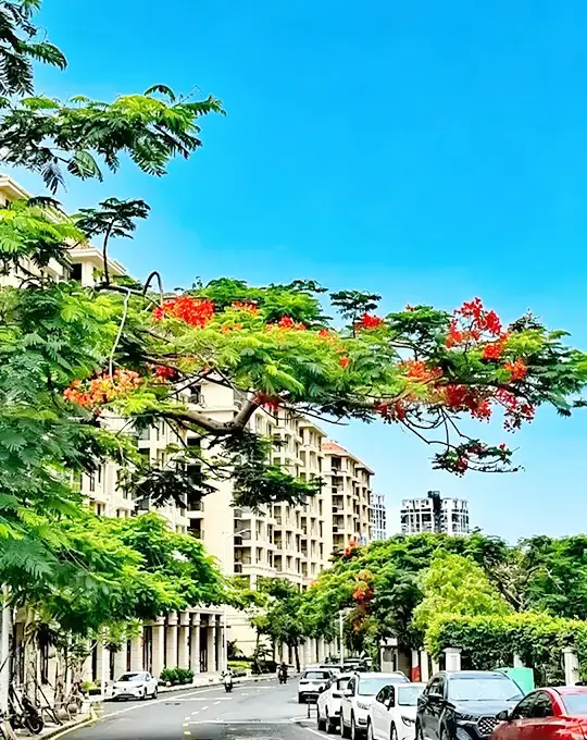 Specimen Royal Poinciana
