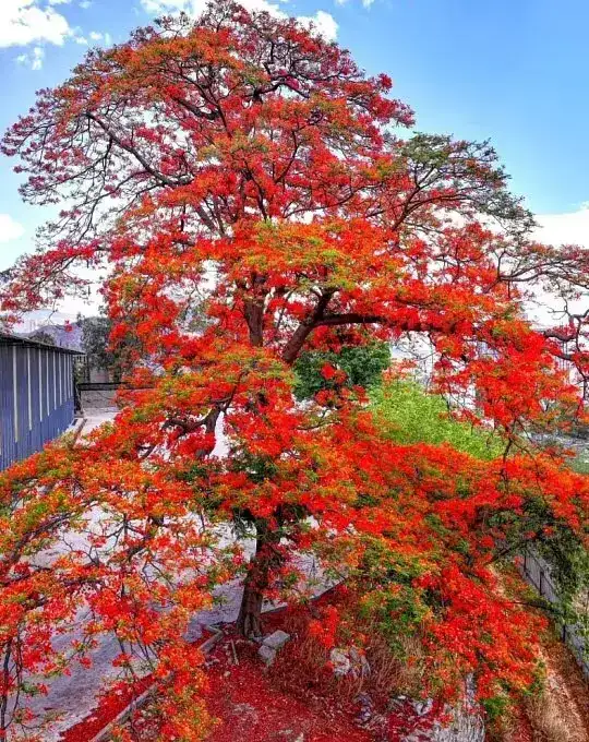 Specimen Royal Poinciana