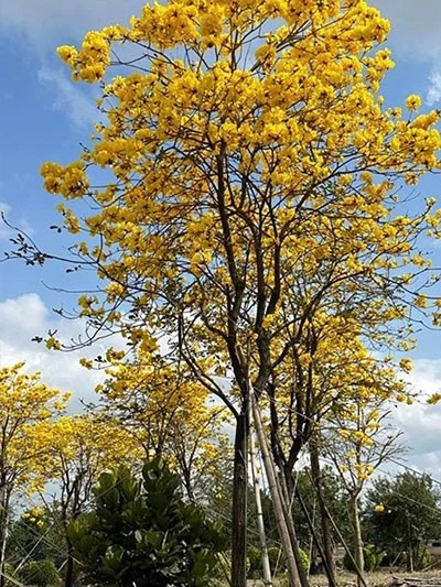 Specimen Golden Trumpet Tree