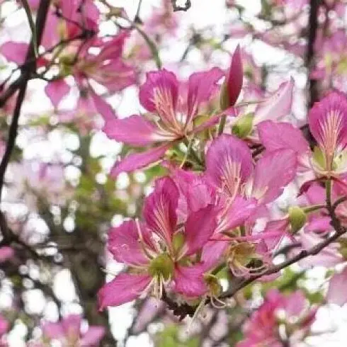 Specimen Pink Orchid Tree