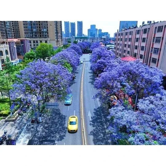 Drzewo Bonsai Jacaranda