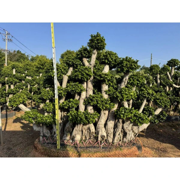 Okaz drzewa Ficus microcarpa