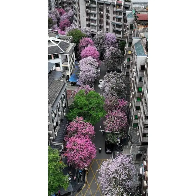 Próbka różowego drzewa orchidei